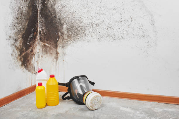 Trusted High Point, FL Mold Removal Experts