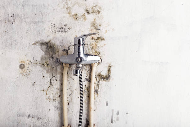 Best Residential Mold Removal  in High Point, FL