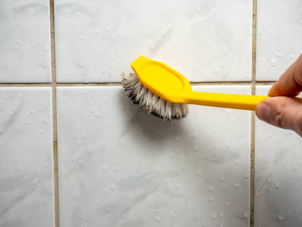 Best Best Mold Removal Companies  in High Point, FL