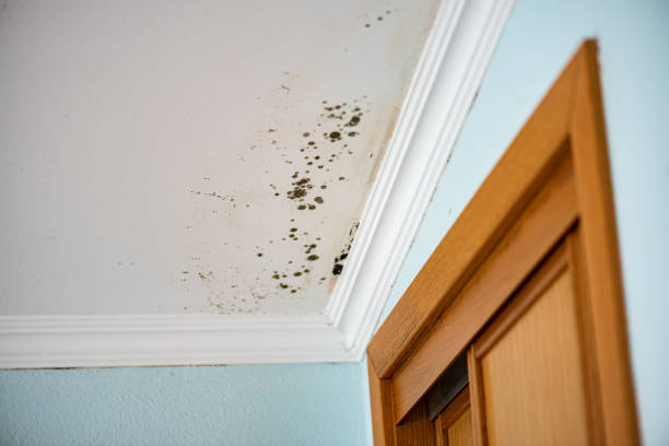 Best Certified Mold Removal  in High Point, FL
