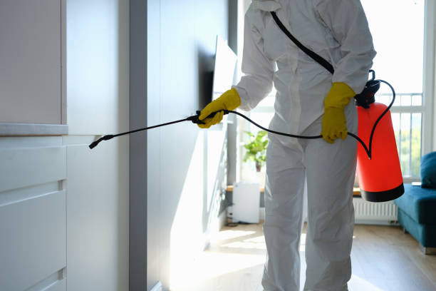 Best Mold Damage Repair  in High Point, FL