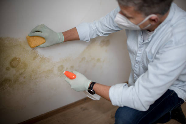 Best Black Mold Removal  in High Point, FL