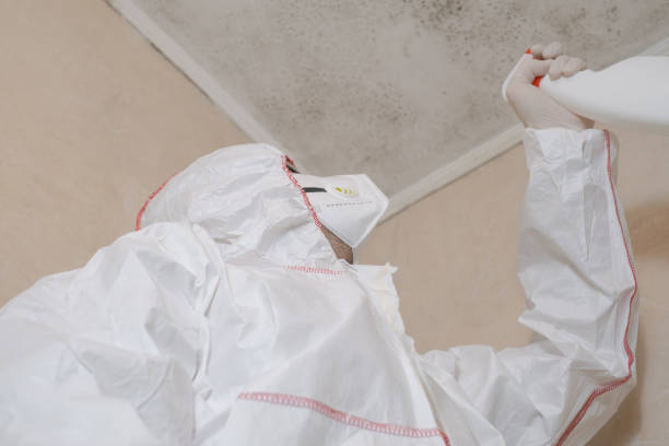 Best Commercial Mold Removal  in High Point, FL