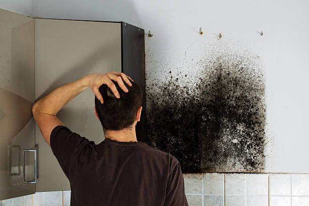 Best Black Mold Removal  in High Point, FL